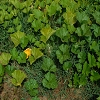 Plants: image 8 Of 208 Thumb